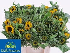 Helianthus Sunrich Orange 60cm 12cm Hd