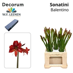 Hippeastrum Sonatini Balentino 45cm