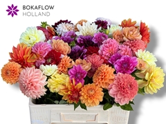Dahlia Mix Per Bunch 55cm