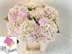 Hydrangea Verena Classic 50cm 15-17cm Hd