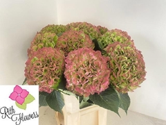 Hydrangea Royal Salute 100cm 26-28cm Hd