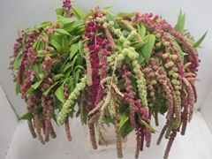 Amaranthus Hanging Mix 80cm