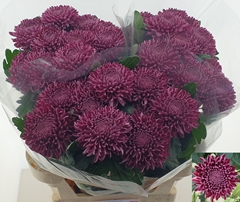 Chrysanth Single Bigoudi Purple 75cm 110gr.