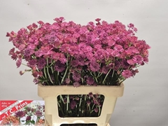 Astrantia Rosita 60cm