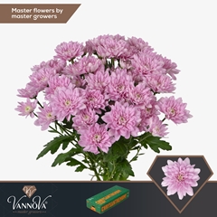 Chrysanth Spray Baltica Pink 70cm 85gr.