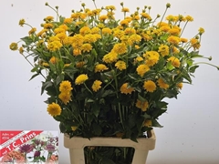 Heliopsis Helianthoides Asahi 80cm
