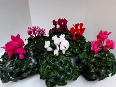 Cyclamen Super Serie Xl 13Ø 30cm