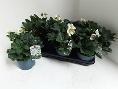 Helleborus Christmas Carol 15Ø 25cm