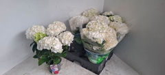 Hydrangea Wudu 15Ø 40cm 5bl