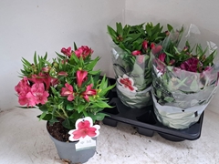 Alstroemeria Inca Collection Mix 19Ø 35cm