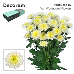 Chrysanth Spray Ltaj Cream 70cm 90gr.