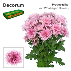 Chrysanth Spray Kalimba 70cm 95gr.