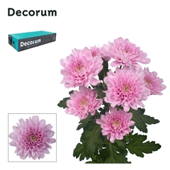 Chrysanth Spray Kalimba 70cm 95gr.