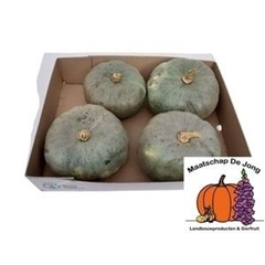 Cucurbita Pepo Jarrahdale 15cm