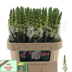 Antirrhinum Potomac Early White 75cm