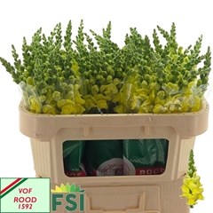 Antirrhinum Cannes Yellow 75cm