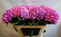 Hydrangea Bodensee Pink 70cm 14-16cm Hd