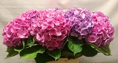 Hydrangea Bodensee Pink 100cm 16-18cm Hd