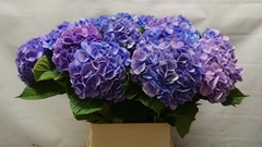 Hydrangea Bodensee Blue 90cm 15-17cm Hd
