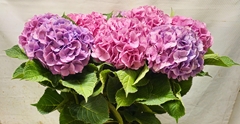 Hydrangea Bodensee Pink 90cm 15-17cm Hd
