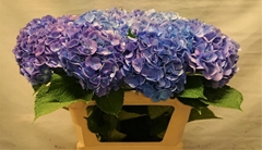 Hydrangea Bodensee Blue 70cm 15-17cm Hd