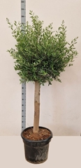 Olea Europaea 46Ø 170cm