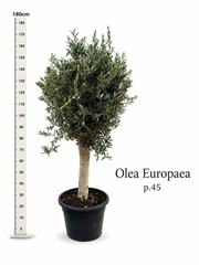 Olea Europaea 46Ø 170cm