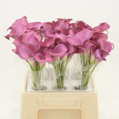 Zantedeschia Fantasia 40cm