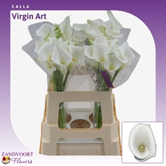 Zantedeschia Virgin Art 60cm