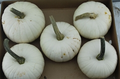 Cucurbita Pepo Baby Boo 15cm