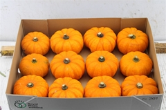 Cucurbita Pepo Jack Be Little 10cm