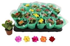 Kalanchoe Double Rosaline Mix 6Ø 12cm