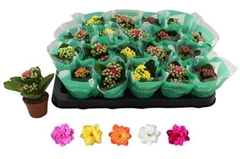 Kalanchoe Double Rosaline Mix 6Ø 12cm