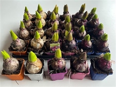 Hyacinthus Mix 7Ø 13cm 1pp