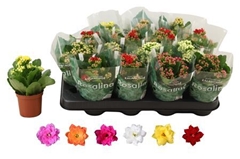 Kalanchoe Double Rosaline Mix 7Ø 15cm