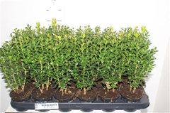 Buxus Sempervirens 9Ø 28cm
