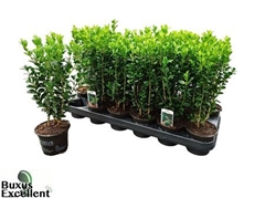Buxus Sempervirens 9Ø 28cm