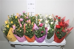 Chrysanth Mix 6 Mix 9Ø 23cm