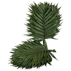 Chamaedorea Chico Leaf Per Bunch 37cm