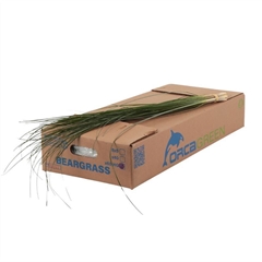 Xerophyllum Tenax Beargrass Per Bunch 75cm