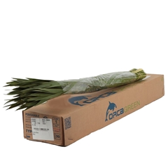 Typha Latifolia Per Bunch 90cm