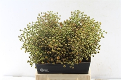 Rosa Plenty 45cm