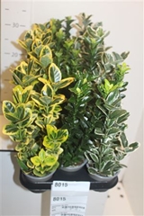 Euonymus Mix 9Ø 30cm