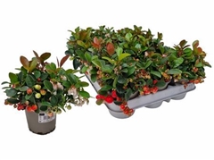 Gaultheria Procumbens 9Ø 13cm