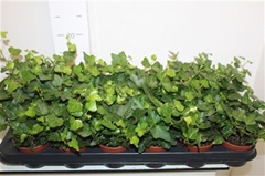 Hedera Helix Wonder 9Ø 12cm