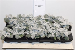 Jacobaea Maritima 9Ø 15cm