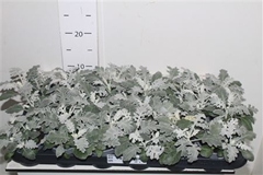 Jacobaea Maritima 9Ø 15cm