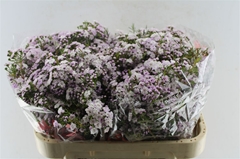Chamelaucium Dancing Queen 70cm 55gr.