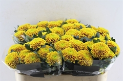 Chrysanth Single Tropicana 70cm 70gr.