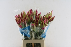 Nerine Favourite 70cm